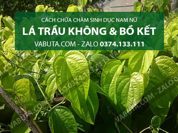 Chữa bệnh bệnh chàm sinh dục với Lá Trầu Không