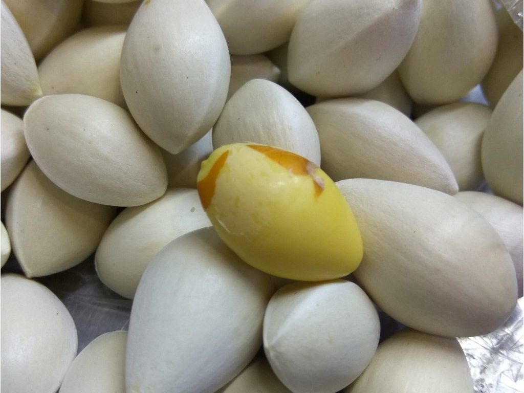 cách chọn bạch quả không đắng