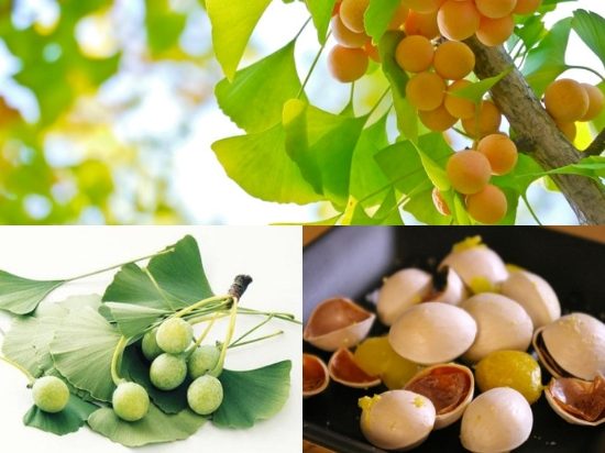 giá bạch quả bao nhiêu
