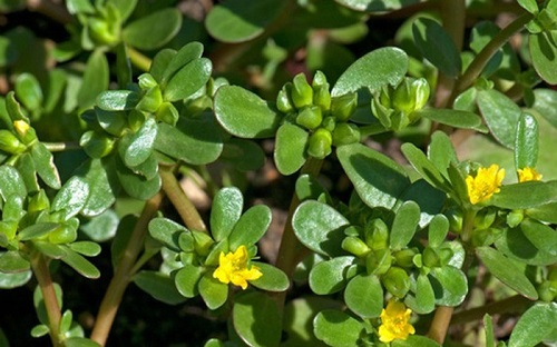 Rau sam chữa bệnh chàm
