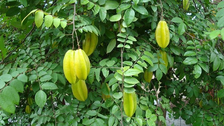 Cách dùng lá khế trị bệnh chàm