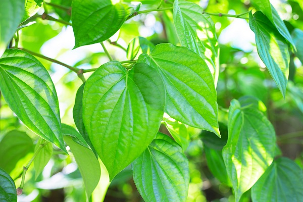 lá trầu không trị chàm ở tay