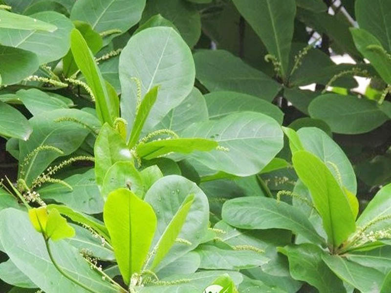 Bôi nước cốt lá bàng trị chàm da