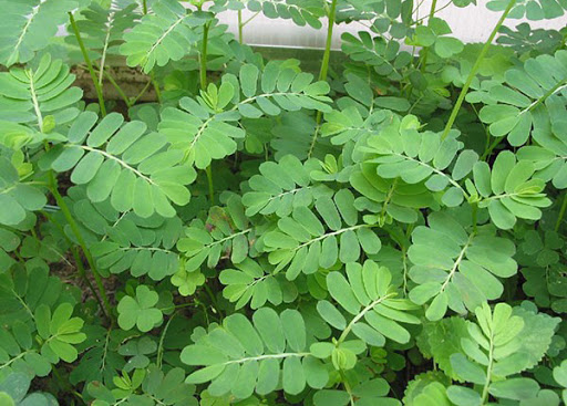 Cách chữa chàm bằng cây chó đẻ