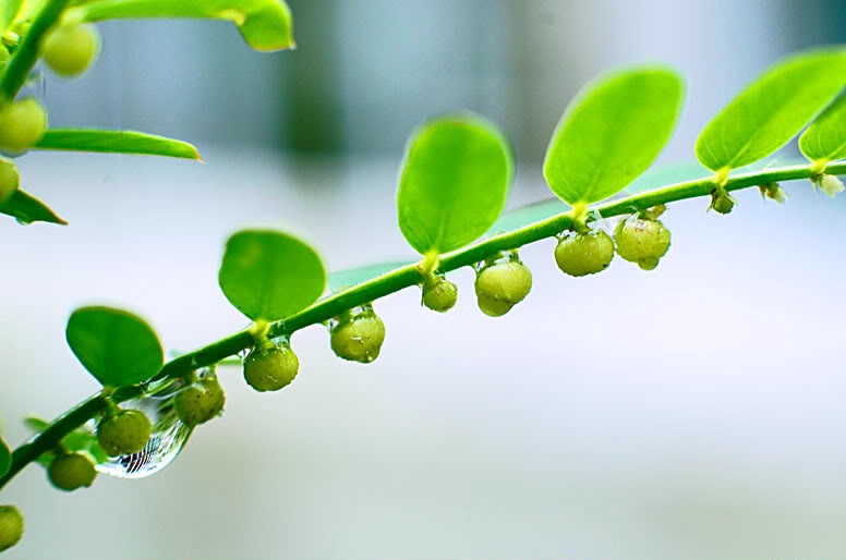 Trị chàm bằng cây chó đẻ có tác dụng phụ không