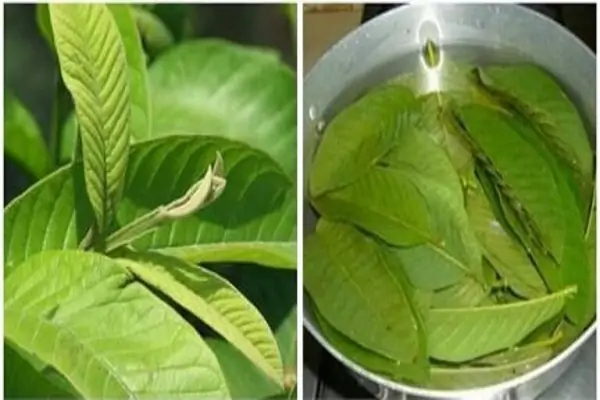 cách chữa chàm bằng lá ổi