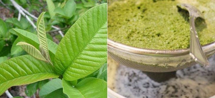 Đắp trực tiếp lá ổi trị chàm