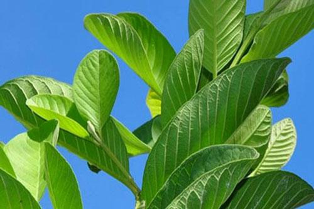 Dùng lá ổi pha trà chữa bệnh chàm