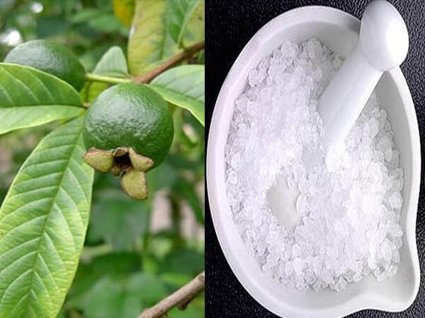 Nấu lá ổi với phèn chua trị chàm