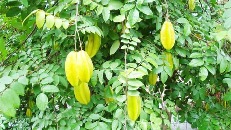 cách chữa chàm bằng lá khế