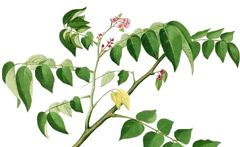 Chữa chàm bằng lá khế có tốt không