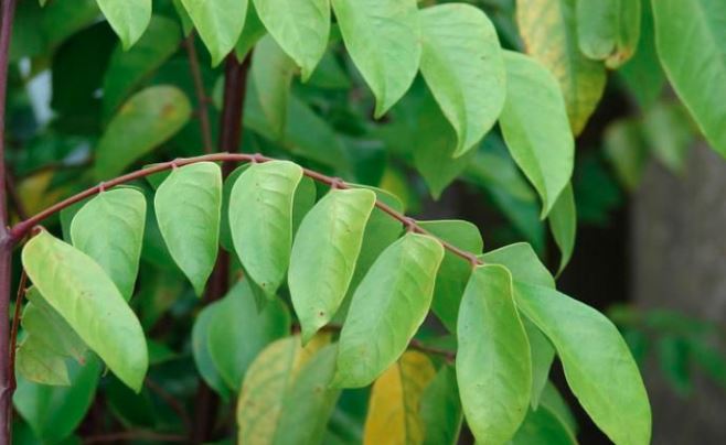 Chữa chàm bằng lá khế bằng chườm nóng