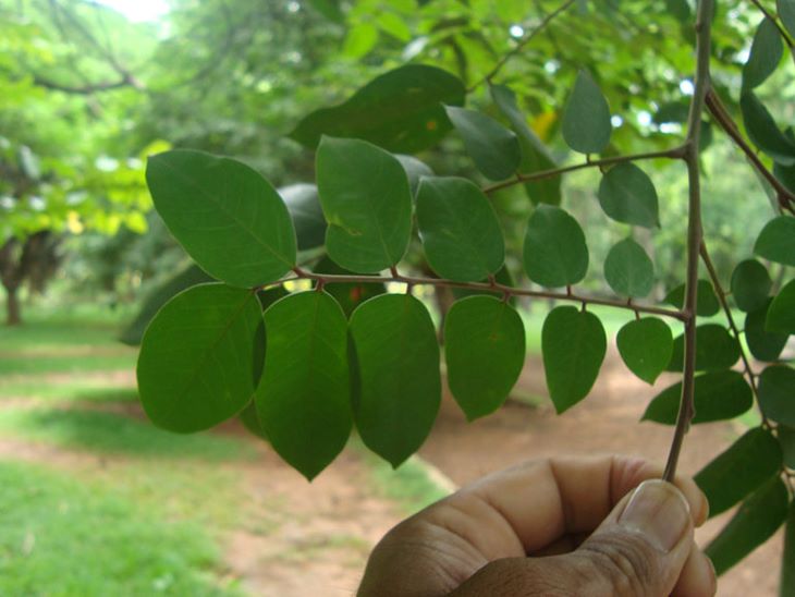 Tắm lá khế trị chàm