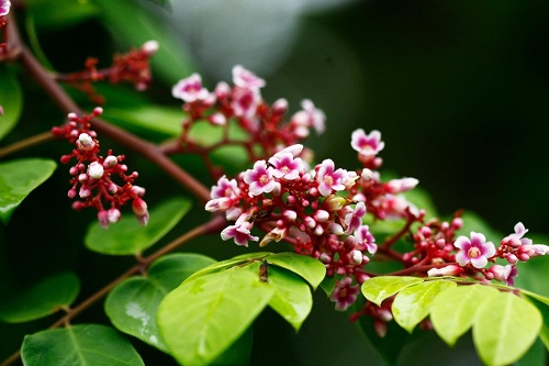 Xông lá khế để trị chàm da