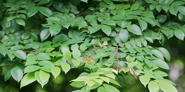Đắp trực tiếp lá khế trị bệnh chàm