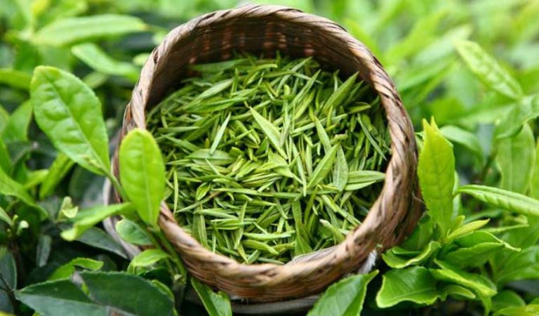 Lá Trà xanh tắm trị chàm sữa