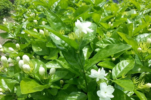 Chữa chàm sửa bằng hoa nhài
