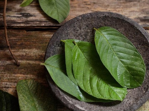 Cách chữa chàm sữa từ lá ổi