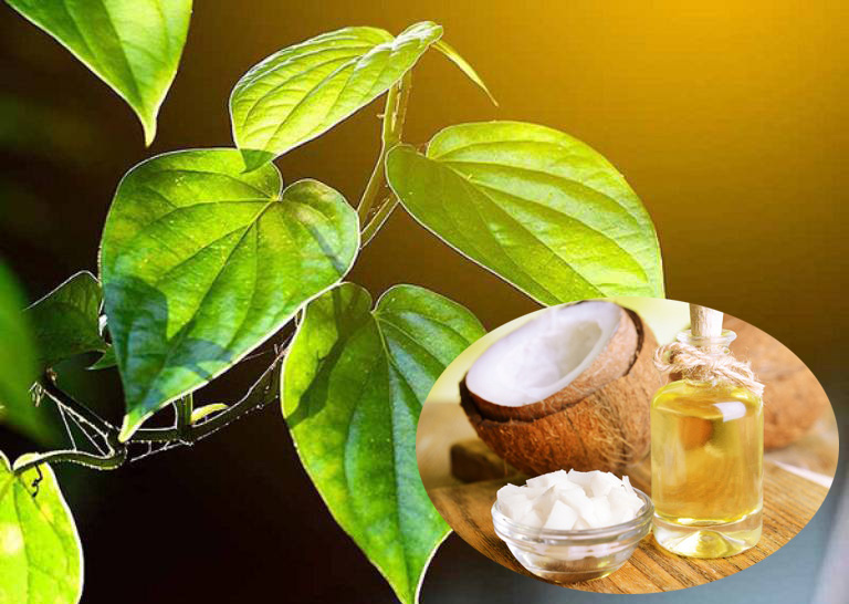 dầu dừa và Lá Trầu Không trị chàm sữa