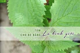 Dùng lá kinh giới tắm cho bé bị chàm sữa