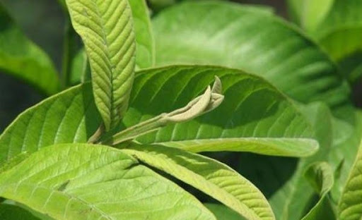 Tắm Lá ổi trị chàm sữa