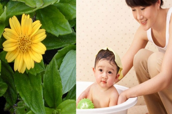 Tắm lá sài đất cho trẻ bị chàm sữa