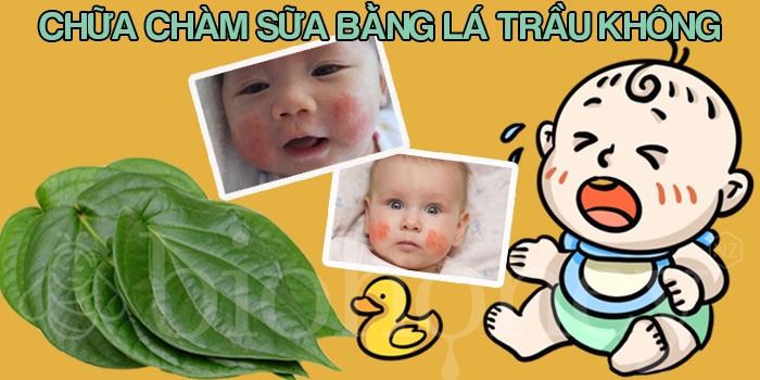 trị chàm sữa bằng lá trầu không như thế nào
