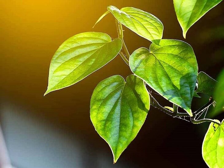 Tắm bằng nước lá trầu không