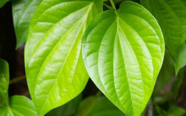 lá trầu không trị Trị nổi mẩn đỏ khắp người không sốt không ngứa