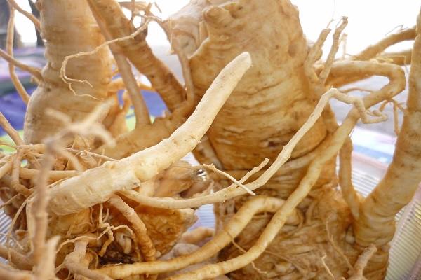Cách ngâm rượu đinh lăng đúng chuẩn
