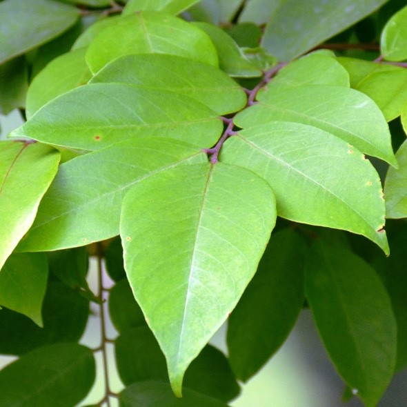 nổi đỏ ửng ngứa ngáy ở bụng bằng mẹo dân dã tận nơi