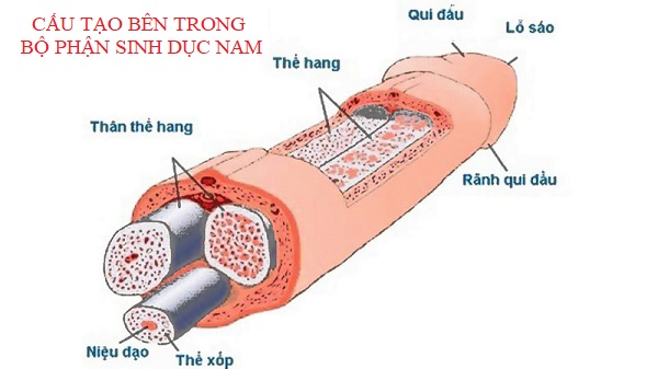 cau tao bo phan sinh duc nam ben trong