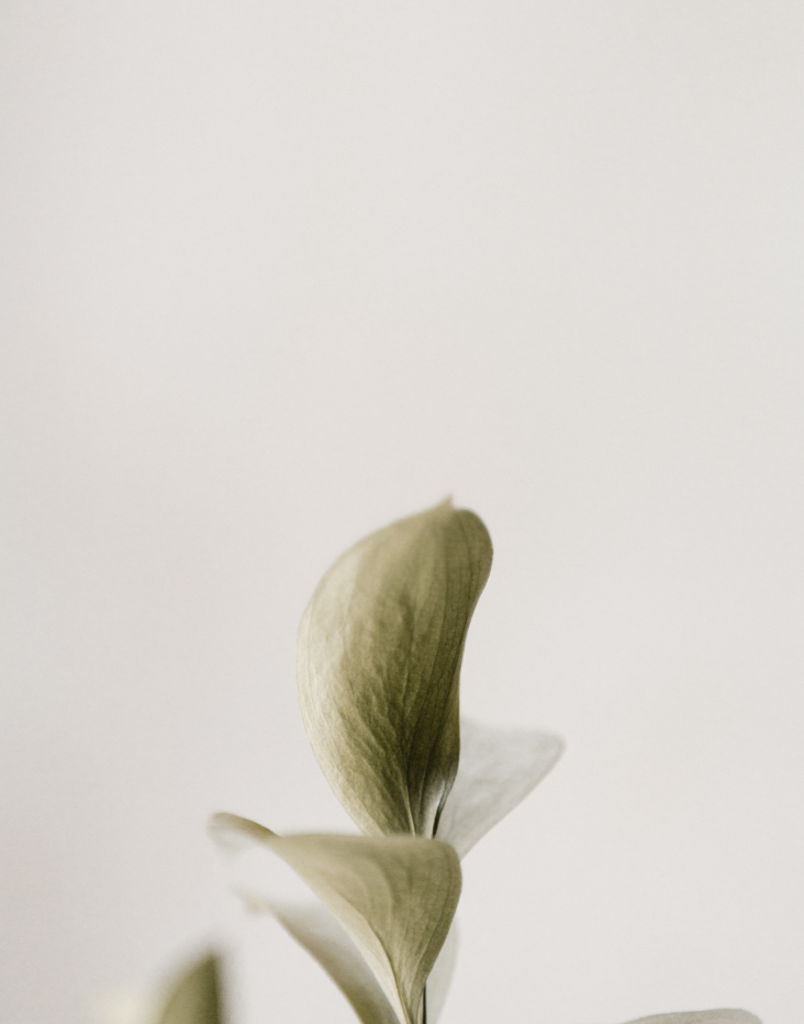Photo zoomée d'une feuille de plante verte