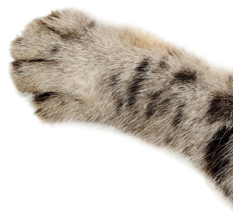 Cat Foot