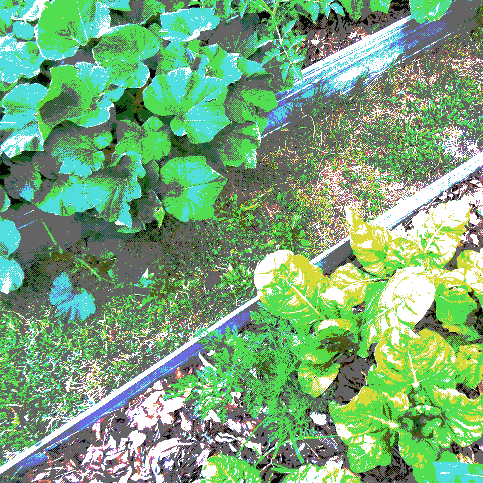 Small Potion - Raised beds, leafy vegetables