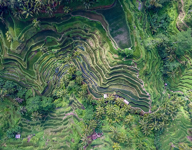 Black Tomato - Indonesia