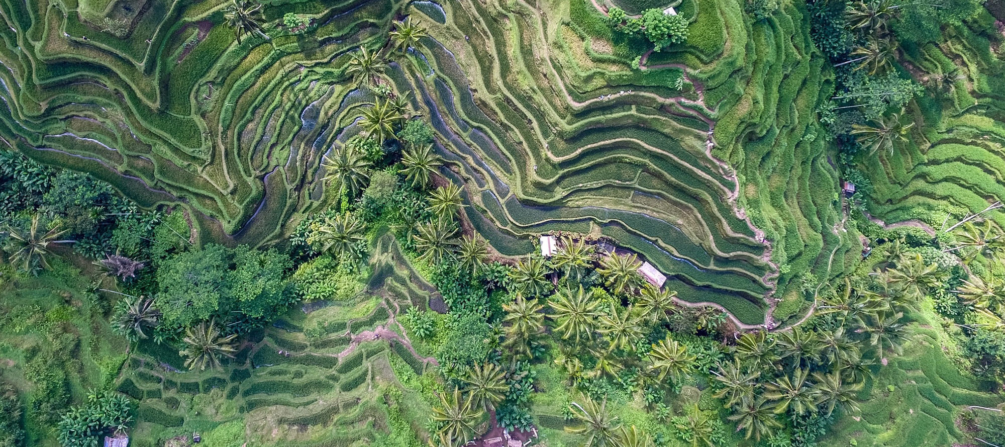 Black Tomato - Indonesia