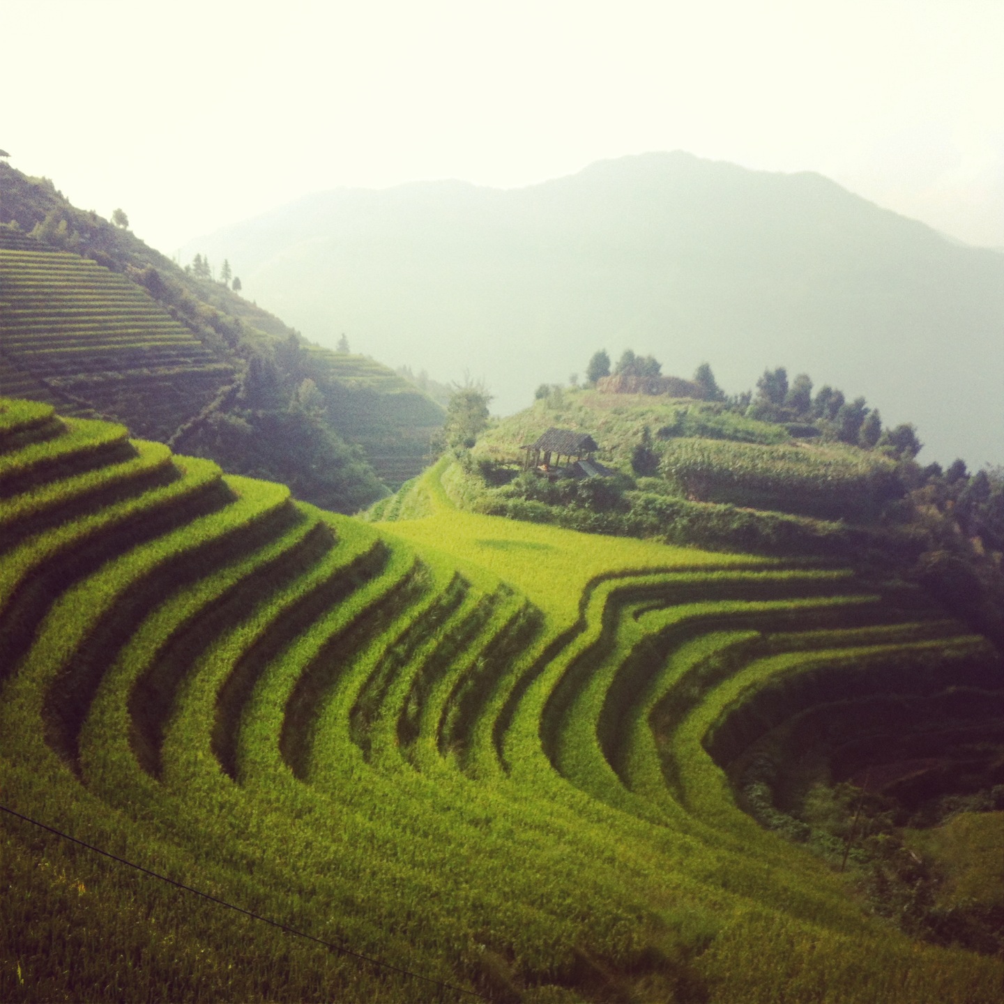 Longji Rice Terraces | Photo by Wilson Carletti (All Rights Reserved)