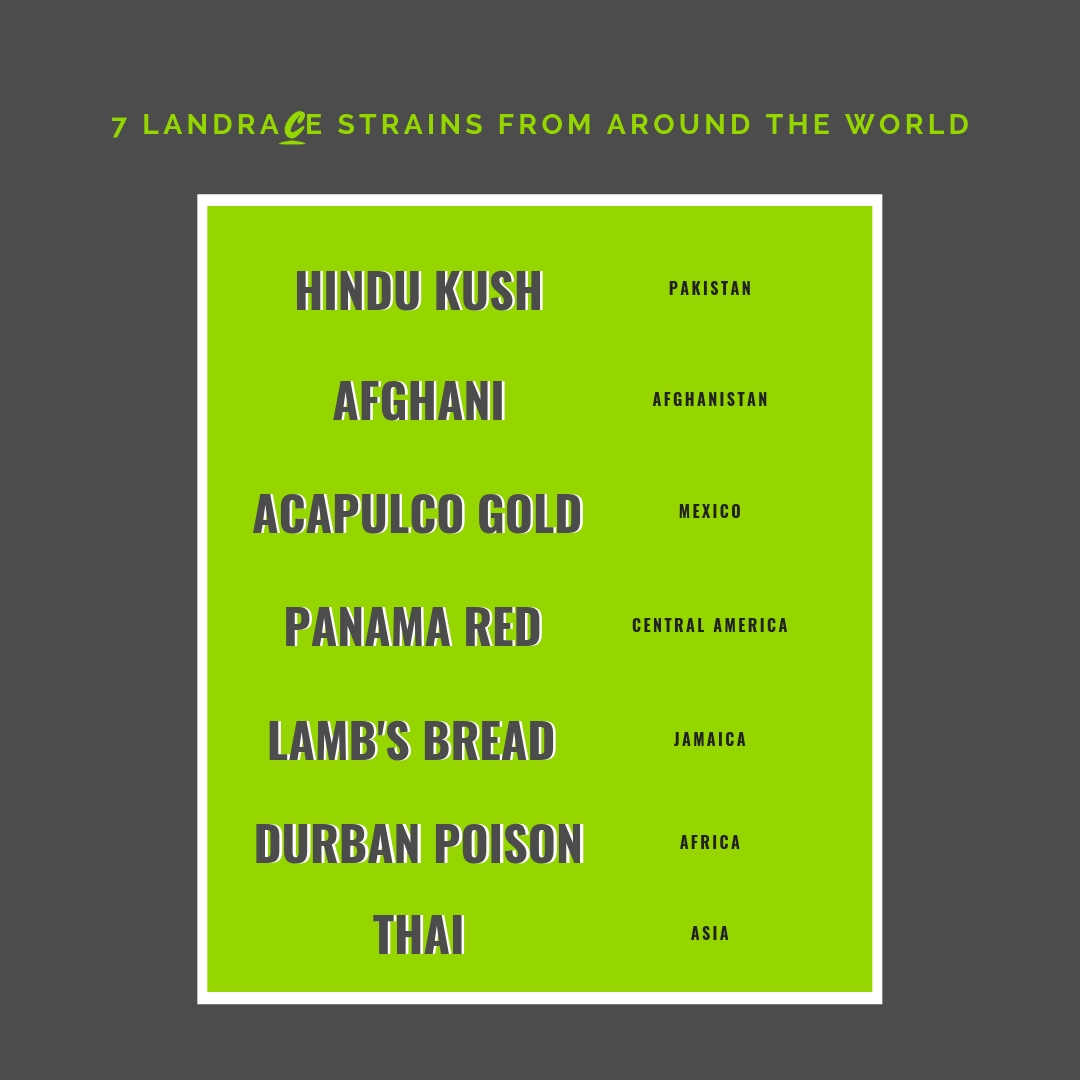 Seven landrace strains from around the world: Hindu Kush, Afghani, Acapulco Gold, Panama Red, Lambs Bread, Durban Poison, Thai