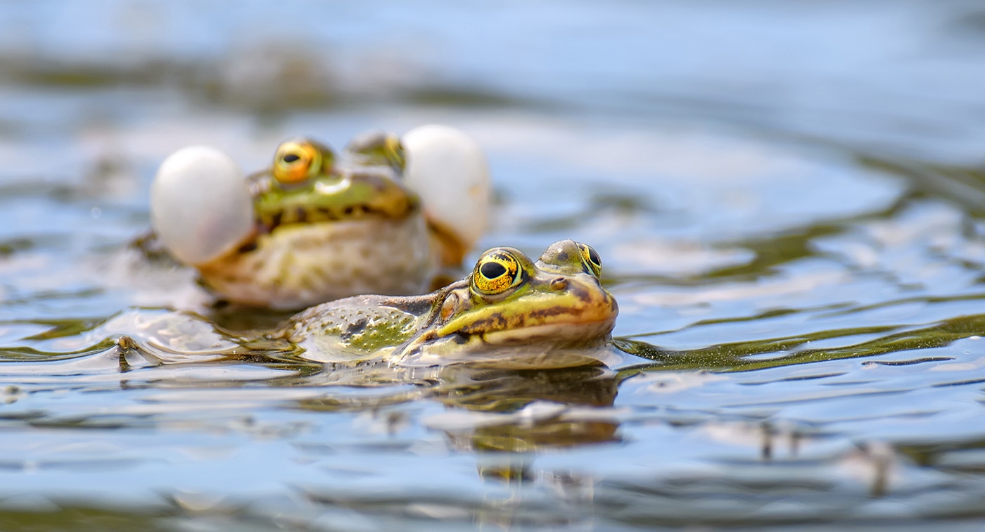 Nature, News: Creating Wildlife Habitat In Your Backyard - Vimarsana News