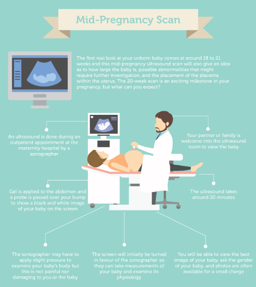 Mid pregnancy scan infographic