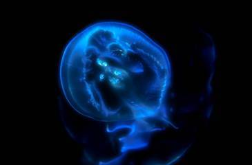 Xray CT Scan or MRI