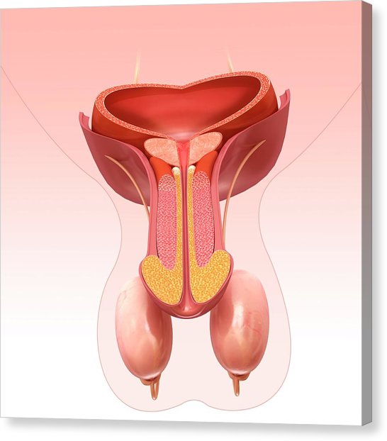 hình ảnh rãnh bao quy đầu ở nam giới