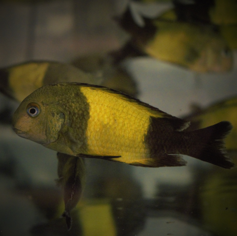 WILD Tropheus Moorii Ikola Group £24ea