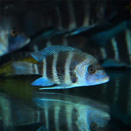 WILD Cyphotilapia Frontosa Kansombo 'Blue' Trio £65ea