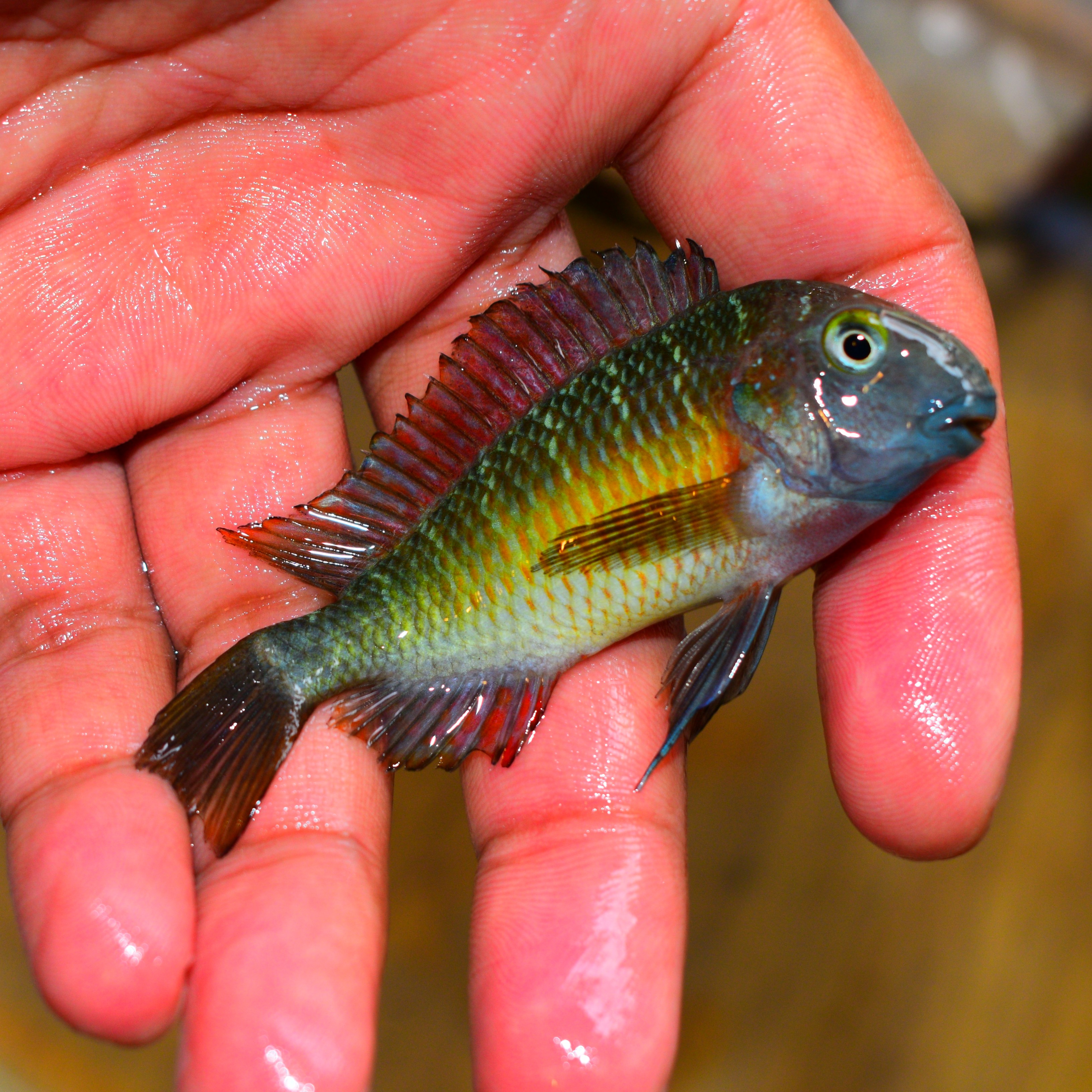 WILD Tropheus Moorii Red Rainbow Kasanga