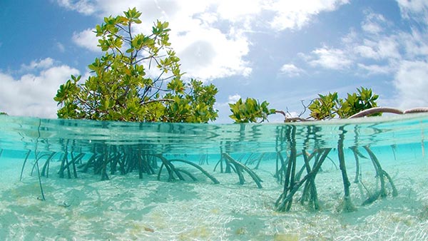 Hutan Mangrove dan Hari Lahan Basah Internasional