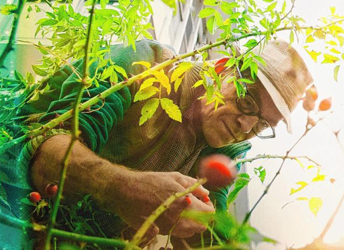 Wildwuchs auf dem Teller