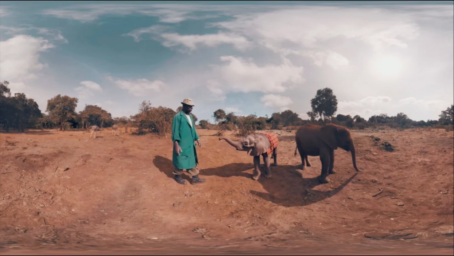orphaned elephants