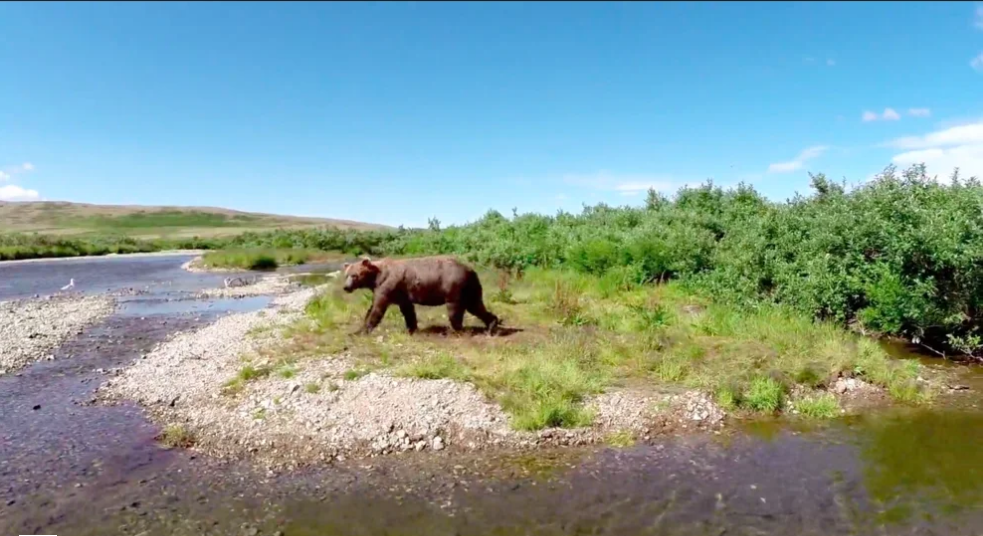 Katmai Bears